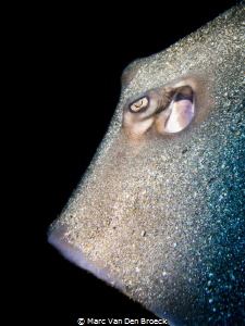stingray's eye by Marc Van Den Broeck 